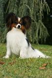 EPAGNEUL PAPILLON 019